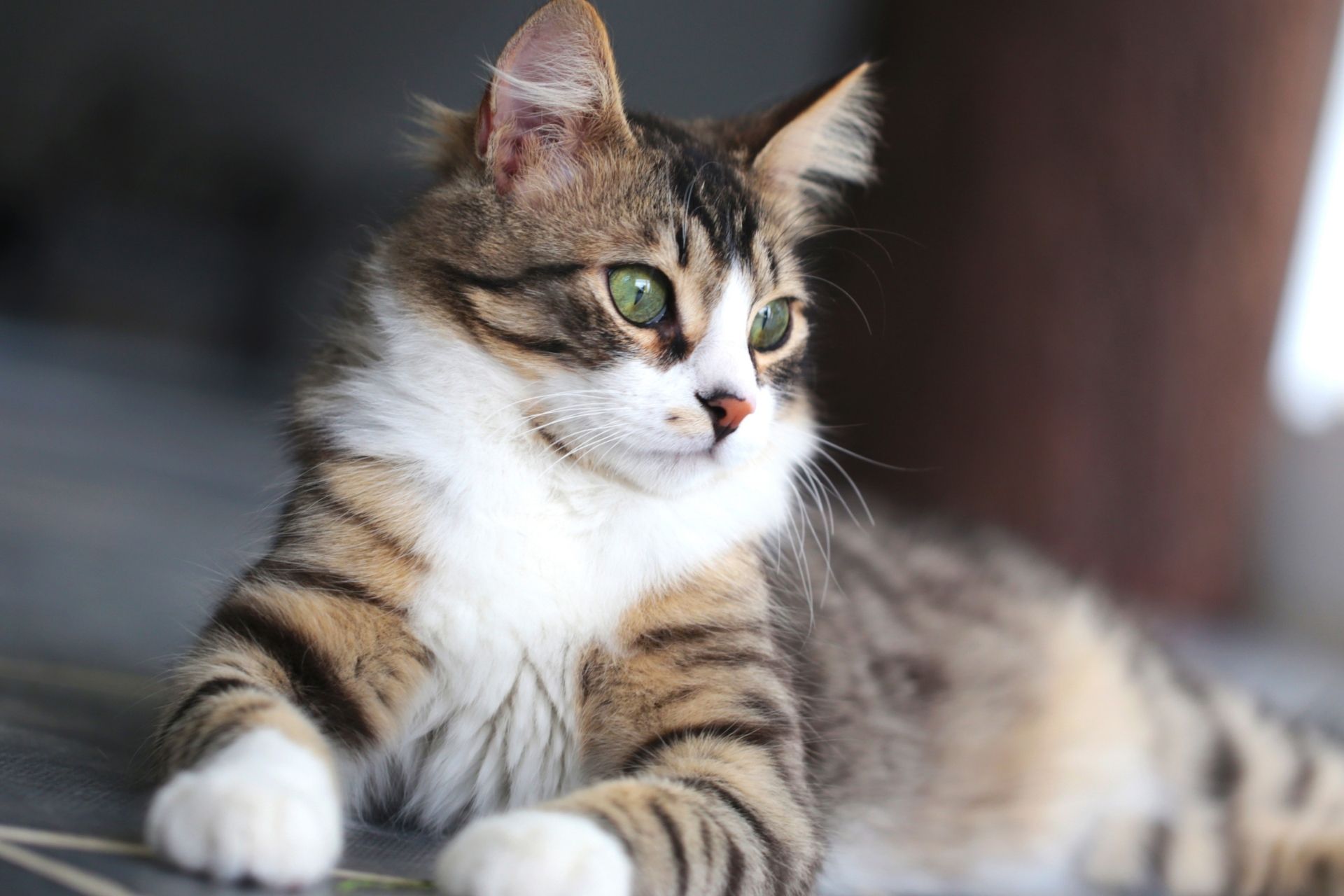 Moultrie, GA 80206 Veterinary Reviews Southside Veterinary Center