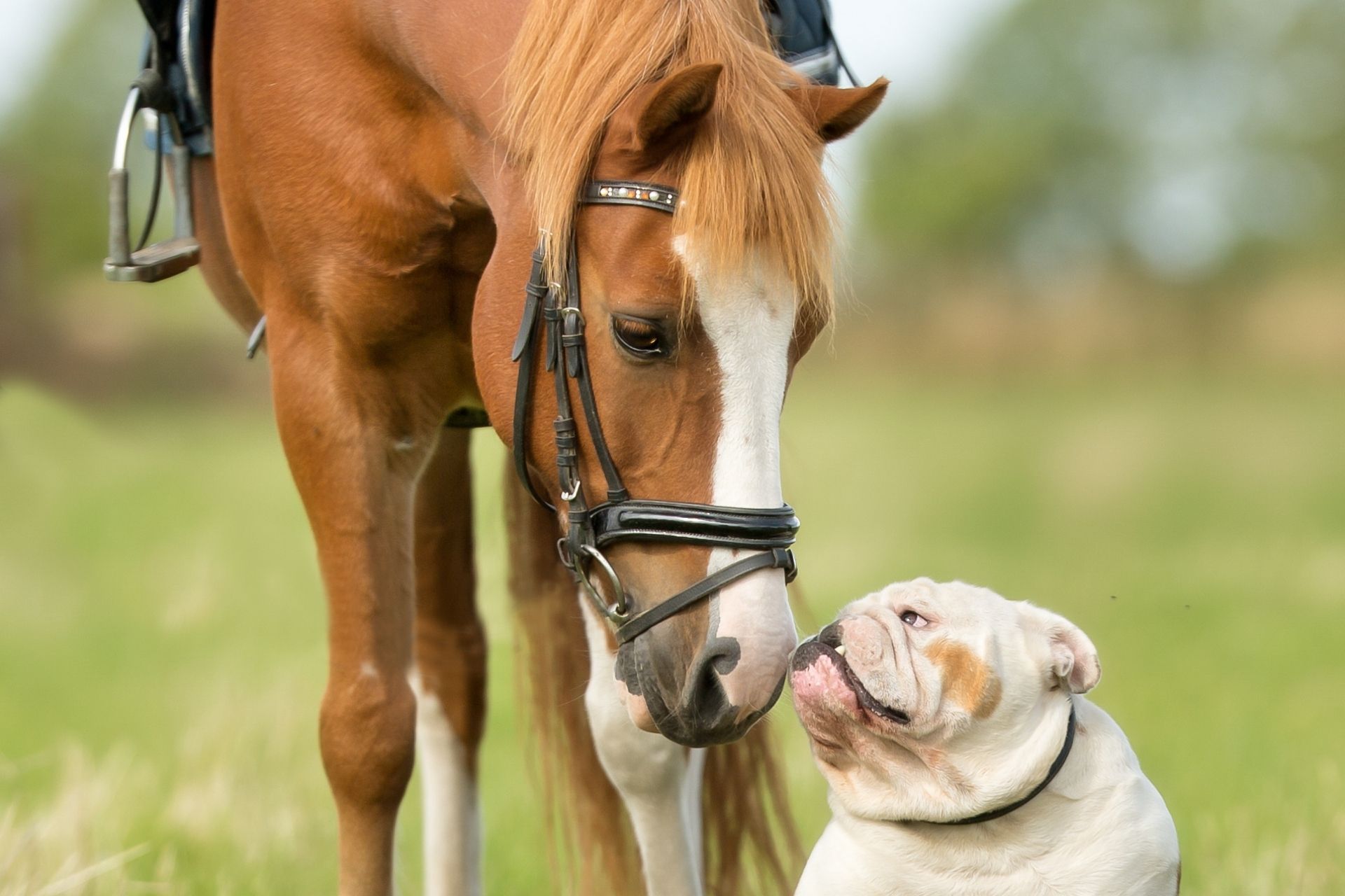 Moultrie, GA 31788 Veterinarian Southside Veterinary Center