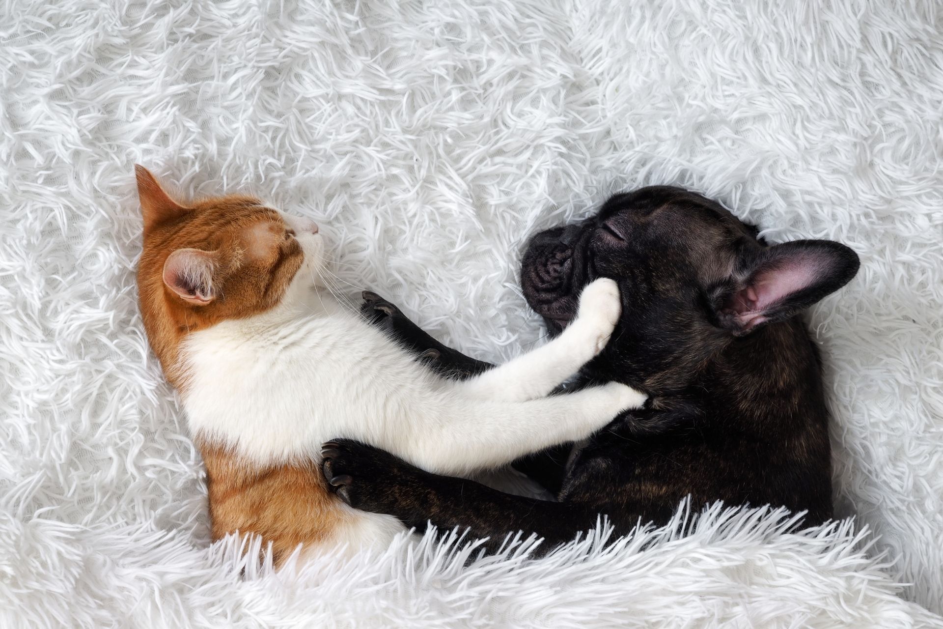 Moultrie, GA 80206 Veterinary Appointment Southside Veterinary Center