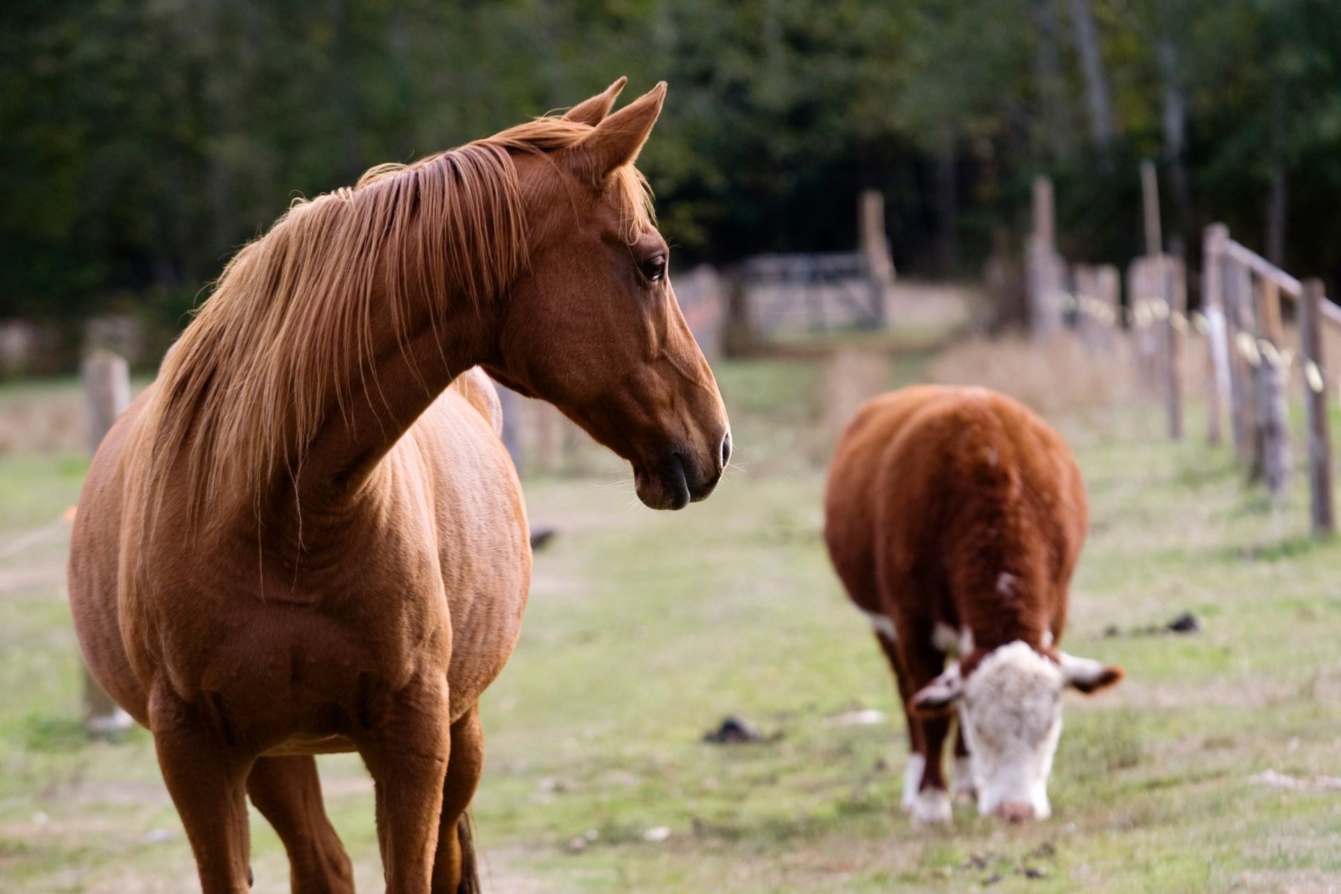 Veterinary Services in Moultrie, GA 31788 Southside Veterinary Center