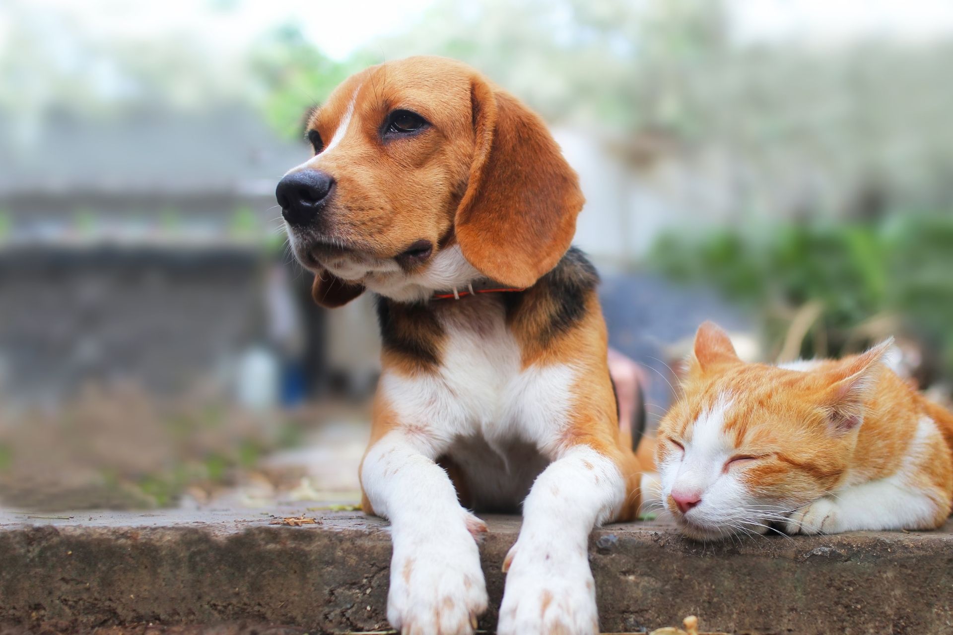 About Southside Veterinary Center Moultrie, GA 31788 Veterinarian