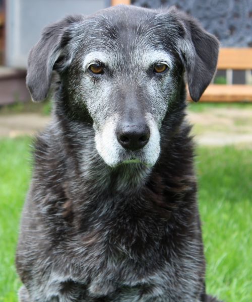 Geriatric and End-of-Life Care for Pets image An old dog sitting outdoors