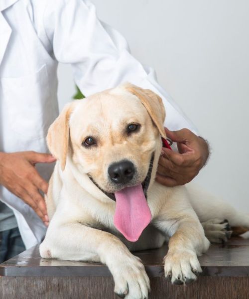 pet behavior counselling service A vet examining a dog lying on the table