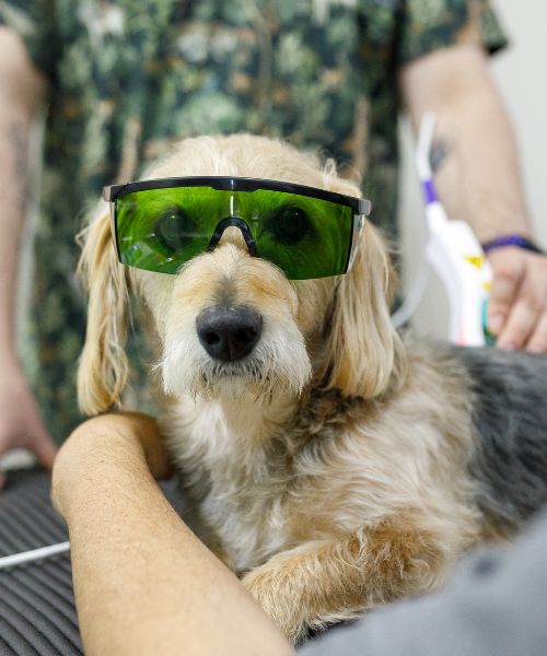 pet laser therapy Dog wearing laser protection glasses