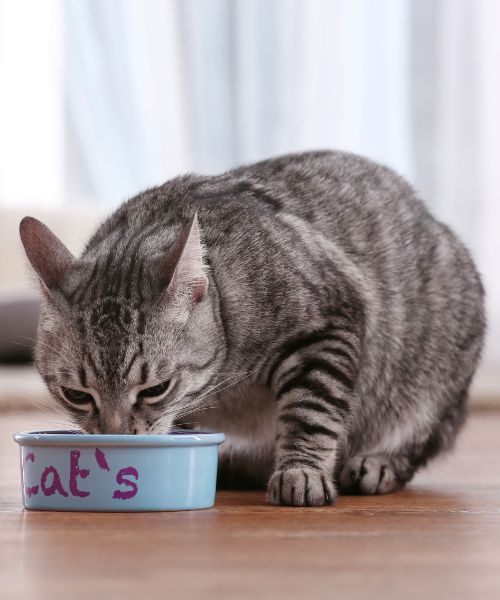 pet nutritional counseling service Cat eating food from a bowl