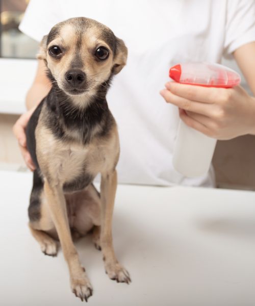 pet parasite prevention service (1) Vet spraying parasite prevention medicine on a dog