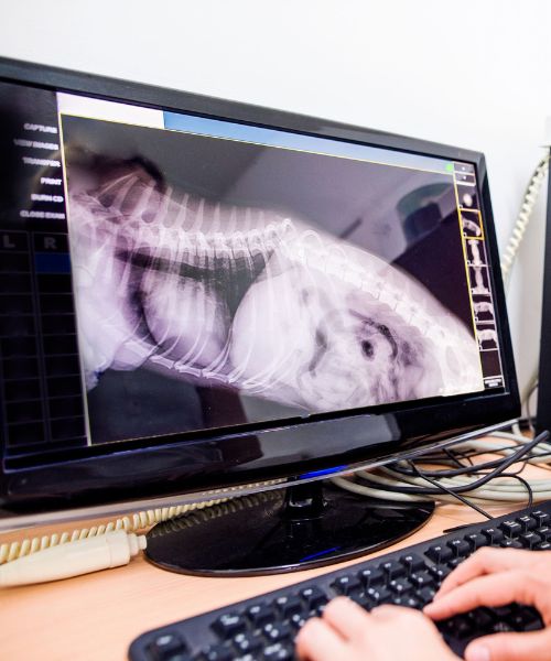 pet radiology Vet examining pet x-ray on monitor