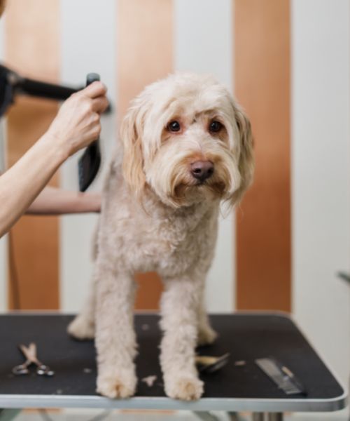 A groomer trimming dog hair