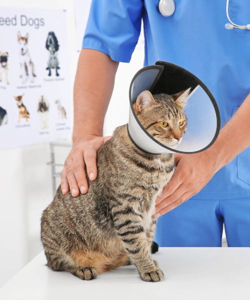 pet surgical care image Vet examining a cat wearing a surgery collar