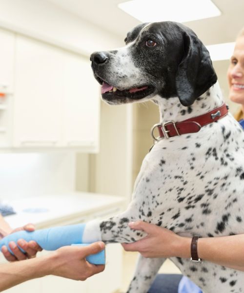pet urgent care new image Vet and staff putting bandage for a dog