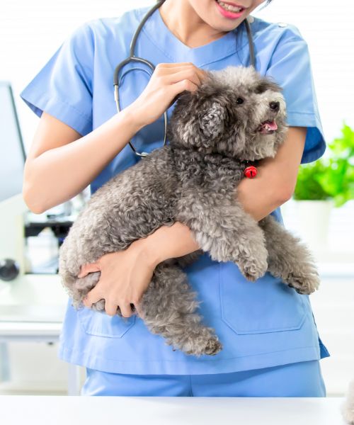 pet wellness and vaccinations A vet staff holding a dog