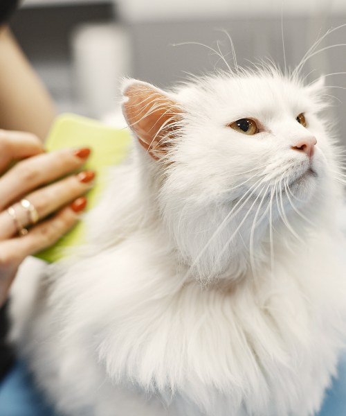 A Person Grooming a White Cat
