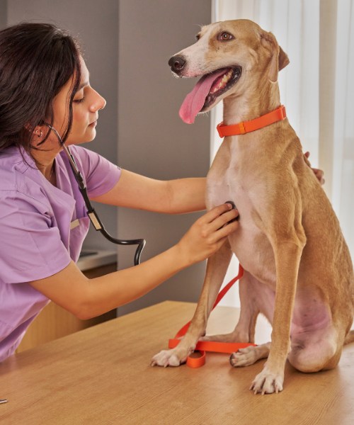 A Veterinarian gently examining dog with stethoscope