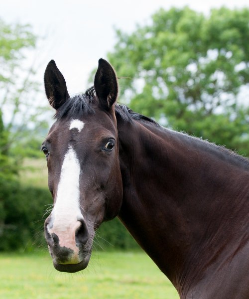 Portrait Of a bay horse with space for copy