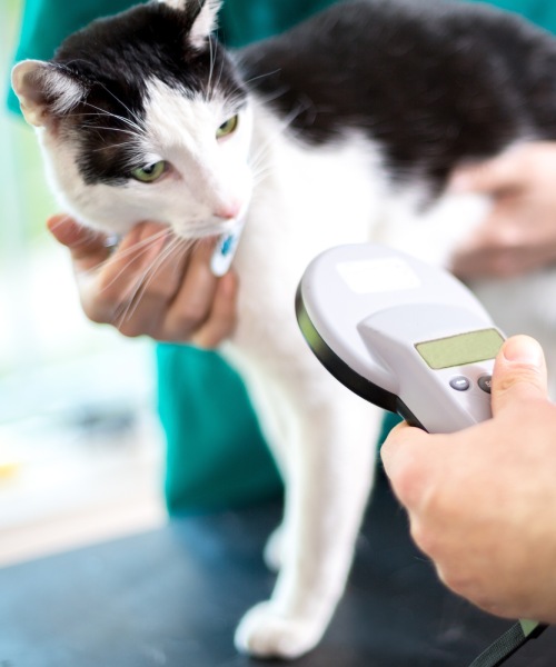 Vet scanning cat for microchip