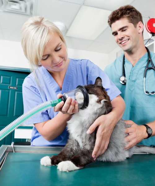 Vet team giving cat anesthesia mask