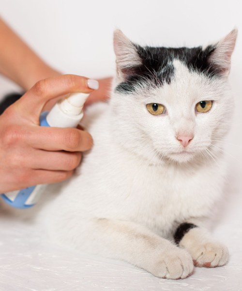 Person applying flea spray to cat
