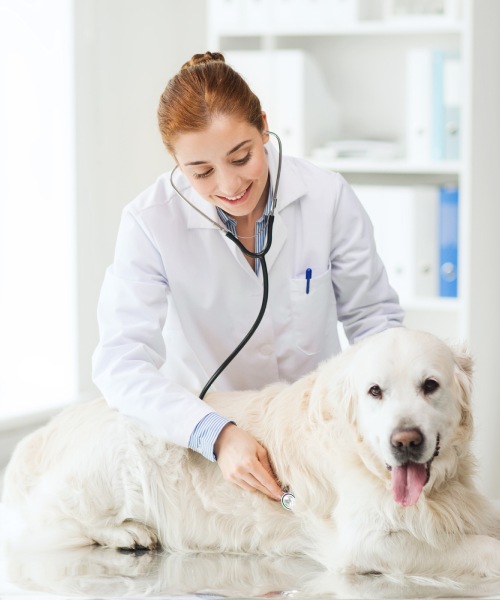Vet listening to dog’s heartbeat