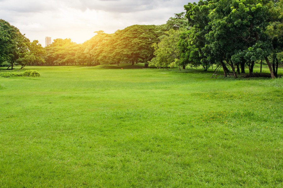 City Park with Trees